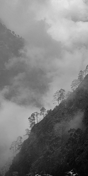 Forest with smoke showing environmental damage