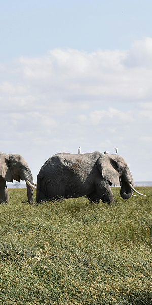Elephants in grassland representing wildlife conservation